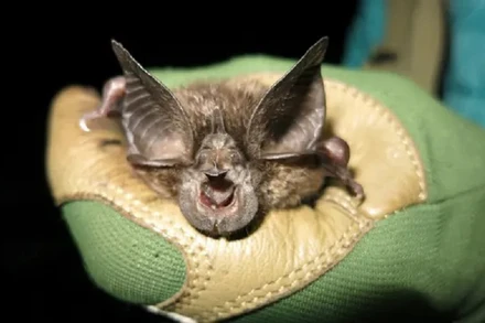 Cá thể dơi móng ngựa Hill’s được tìm thấy trong một hang động ở vườn quốc gia Nyungwe, Rwanda. (Ảnh: Jon Flanders/EPA)