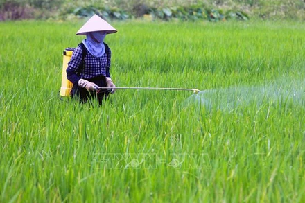 Ảnh minh họa: Phun thuốc bảo vệ thực vật cho lúa. (Nguồn: TTXVN)