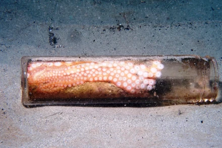 Bạch tuộc trong lọ thủy tinh. Tiến sĩ Steven Trainoff /Getty Images.