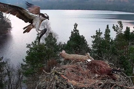 Những bức ảnh ấn tượng về động vật hoang dã