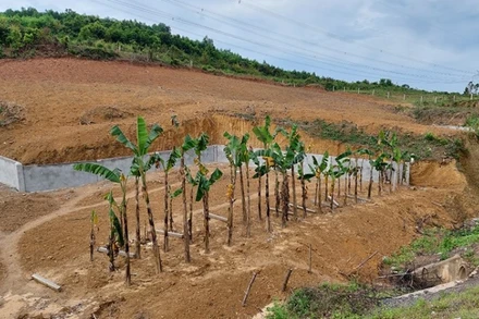 Người dân xây dựng rào, trồng cây chờ… đền bù bên tuyến đường tránh quốc lộ 1A, đoạn qua xã Quảng Hợp (Quảng Bình).