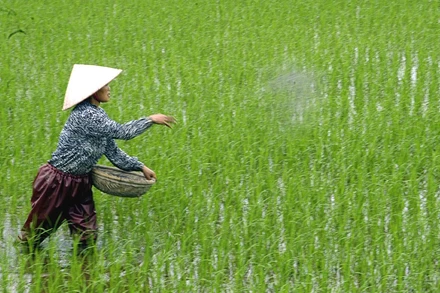 Nông dân bón phân cho lúa. (Ảnh: TTXVN)