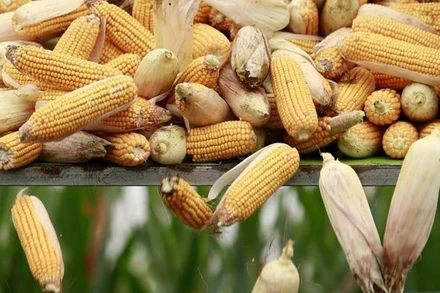 Ảnh minh họa. (Ảnh: Reuters)