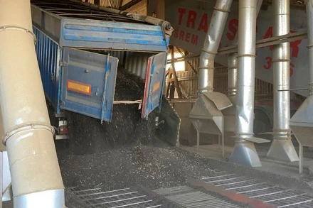 Xe tải đổ hạt hướng dương vào dây chuyền chế biến tại nhà máy chiết xuất dầu hạt Allseeds ở Yuzhne, Ukraine. (Ảnh: REUTERS)