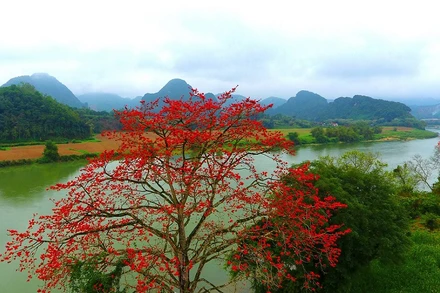 Rực đỏ mùa hoa gạo bên sông Lam