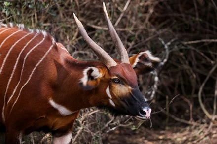 Một con linh dương Bongo thuộc diện cực kỳ nguy cấp được nhìn thấy ở Khu bảo tồn Động vật hoang dã Núi Kenya gần Nanyuki, Kenya, ngày 9/3/2022. (Ảnh: Reuters)