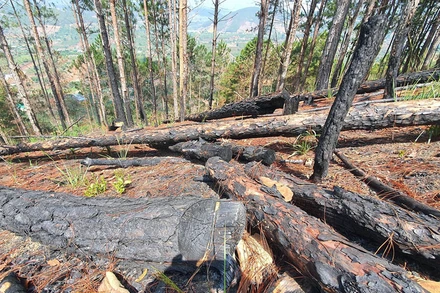 Hàng loạt cây thông bị cưa hạ, đốt cháy tại hiện trường.