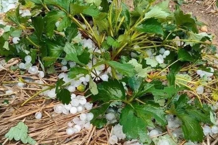 Mưa đá gây thiệt hại nhiều diện tích dâu tây tại xã Cò Nòi, huyện Mai Sơn.