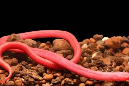 Cá chình mù Mumbai màu đỏ sáng được tìm thấy dưới đáy giếng trong khuôn viên một trường học dành cho trẻ em khiếm thị ở Mumbai, Ấn Độ. (Ảnh: Shoal)