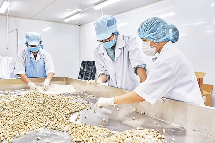 Lao động tại Công ty Ðất Phú, thành phố Hồ Chí Minh (Ảnh minh họa: Phương Vy).