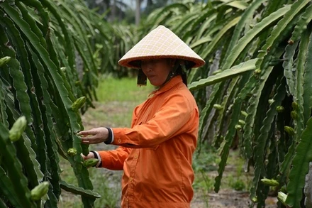 Bảo hiểm nông nghiệp sẽ giúp người nông dân hướng tới các sản phẩm có giá trị kinh tế cao. Ảnh: Thu Hà/qdnd.vn)