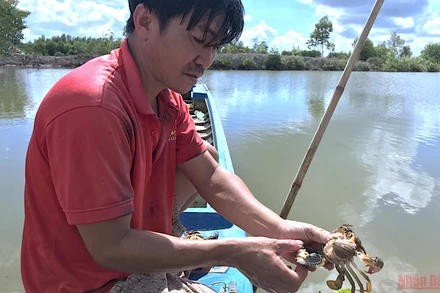 Cua nuôi của hộ dân xã Hiệp Tùng (huyện Năm Căn, tỉnh Cà Mau) bị chết bất thường.