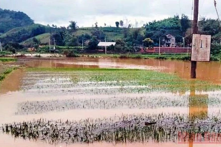 Mưa lớn làm ngập úng, hư hỏng hàng chục ha lúa của nông dân xã Bản Lầu (Mường Khương - Lào Cai). (Ảnh: TÙNG LÂM)