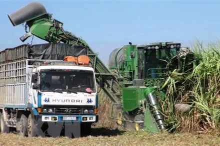 Thu hoạch mía bằng máy tại xã Ninh Điền, huyện Châu Thành, tỉnh Tây Ninh. (Ảnh: TTXVN)