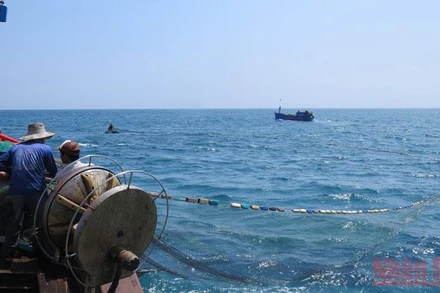 Tổ chức lại hoạt động khai thác là yêu cầu bức thiết để Quảng Ngãi hướng đến phát triển thủy sản bền vững.