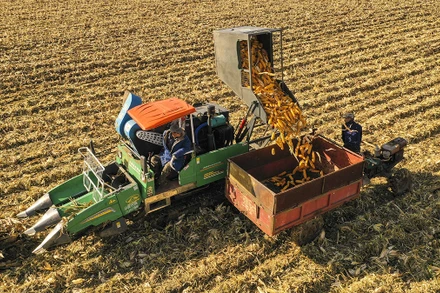 Thu hoạch ngô ở tỉnh Cát Lâm, Trung Quốc. (Ảnh: Tân Hoa Xã)