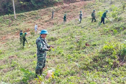 Cán bộ, chiến sĩ Đồn Biên phòng Phiêng Pằn trồng cây keo tại vườn đồi, thao trường.