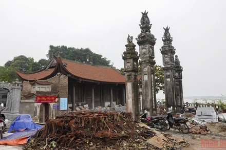 Cây đa bị chặt trong tu bổ đình Chèm thực chất mới được trồng hơn 20 năm.