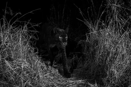 Những bức ảnh tuyệt đẹp về động vật hoang dã