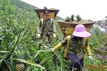 Người dân xã Bản Lầu, huyện Mường Khương (Lào Cai) thu hoạch dứa trên nương đồi.