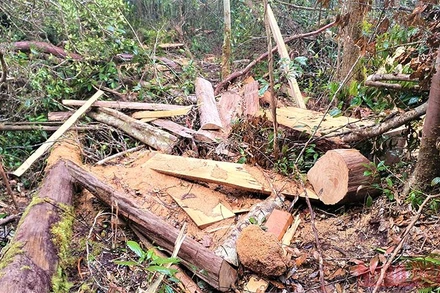 Hiện trường rừng Pơ-mu bị khai thác trái phép tại Tiểu khu 1219 do Công ty lâm nghiệp Krông Bông quản lý.