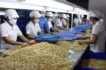 Một số báo điện tử phản ánh thông tin về việc nhiều doanh nghiệp xuất khẩu điều có nguy cơ mất hàng trăm triệu USD.