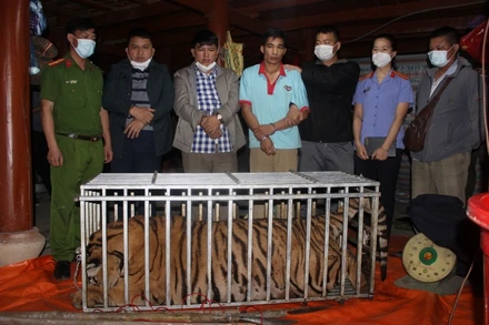 Các đối tượng cùng cá thể hổ khi lực lượng công an phát hiện.