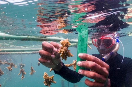 Giải thưởng “Nhà vô địch của Trái đất” vinh danh tổ chức và cá nhân có những tác động mang tính đột phá đến môi trường trên khắp thế giới. (Ảnh: UNEP)