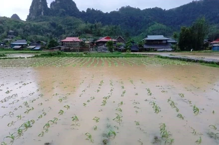 Nhiều diện tích hoa màu của người dân huyện Bạch Thông chìm trong nước lũ.