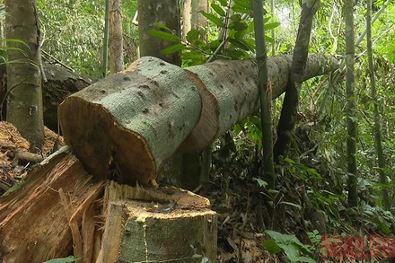 Hiện trường vụ phá rừng đầu năm 2022 tại Khu bảo tồn loài và sinh cảnh Nam Xuân Lạc, huyện Chợ Đồn. 