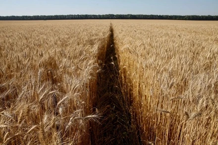 Cánh đồng lúa mì ở Ukraine. (Ảnh: Reuters)