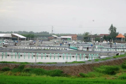 Người dân tự phát chuyển đổi đất lúa sang nuôi tôm thẻ chân trắng trên vùng Đồng Tháp Mười tại xã Tân Lập, huyện Mộc Hóa, tỉnh Long An.
