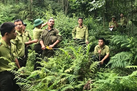 Kiểm lâm Vườn quốc gia Tam Đảo kiểm tra hiện trạng rừng.