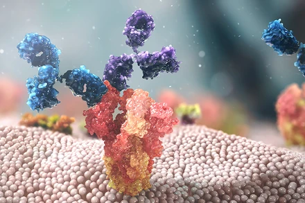 Ảnh minh họa cơ chế hoạt động của Evusheld. (Nguồn AstraZeneca)