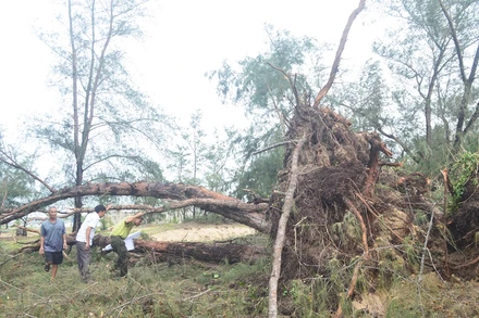 Nhiều cây phi lao cổ thụ hơn 70 năm tuổi nằm trong rừng phòng hộ ven biển xã Phổ Quang, Quảng Ngãi bị bật gốc do bão. Ảnh: HIỂN CỪ