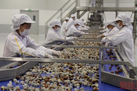 Năm 2021, sản phẩm nhãn Sơn La đã chuyển hướng sang tiêu thụ nội địa thông qua các nhà máy chế biến tại tỉnh. 