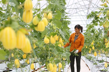 Hà Nội sẽ chú trọng đào tạo nghề ngắn hạn cho lao động nông nghiệp (Ảnh minh họa: Thành Đạt).