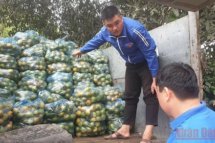 Bà con xã Vân Lợi phấn khởi vì quýt PQ được mùa, được giá.