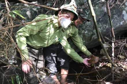 Lực lượng kiểm lâm tỉnh Quảng Ngãi thả cá thể rùa sa nhân quý hiếm về môi trường tự nhiên. (Ảnh: Kiểm lâm Quảng Ngãi cung cấp)