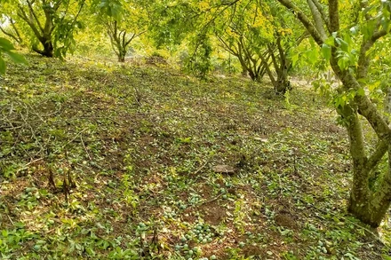 Mưa đá gây thiệt hại nhiều diện tích mận hậu tại xã Chiềng Sung.