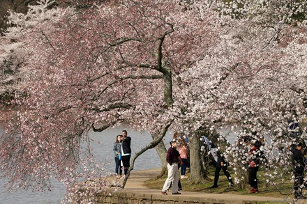 Ngắm hoa anh đào khoe sắc tại thủ đô của nước Mỹ