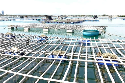 Vùng triều Đầm Nại, huyện Ninh Hải, tỉnh Ninh Thuận trở thành nơi nuôi hàu Thái Bình Dương với kỹ thuật treo dây thả nuôi trong lồng bè đạt hiệu quả cao. 