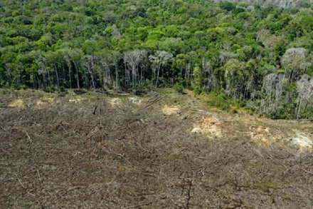 Một khu vực rừng bị tàn phá gần Sinop, bang Mato Grosso, Brazil. (Ảnh: Getty Images)