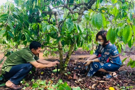 Ông Trương Hoàng Trung, xã Quảng Hiệp, huyện Cư M’gar, Đắk Lắk giới thiệu mô hình tưới tiết kiệm nước cho cây cà-phê. (Ảnh: Công Lý)