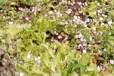  Mưa đá tại Sơn La đã gây nhiều thiệt hại về tài sản, hoa màu của người dân. 