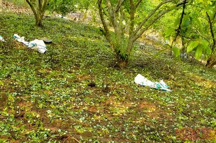 Mận rụng đầy gốc do bị mưa đá vào ngày 27/3 vừa qua tại huyện Mai Sơn.