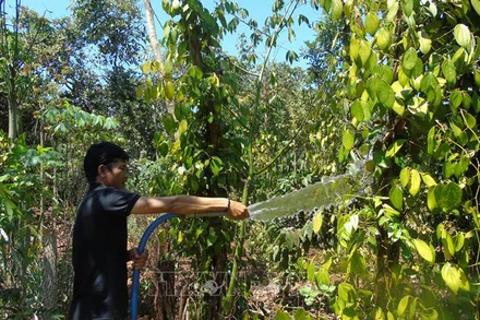 Ảnh minh họa: Người nông dân tưới cho cây trồng. (Nguồn: TTXVN)