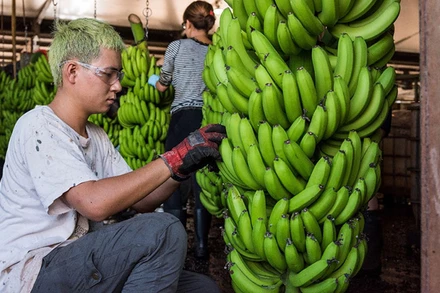 Ảnh minh họa: Bộ Nông nghiệp, Nguồn nước và Môi trường Australia.