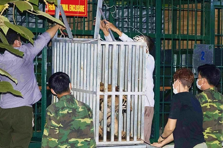 Các cá thể hổ Đông Dương được chuyển đến nuôi tại Vườn Quốc gia Phong Nha-Kẻ Bàng.