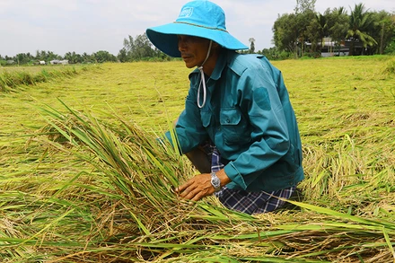Nông dân chịu “thiệt kép” khi lúa bị đổ ngã.
